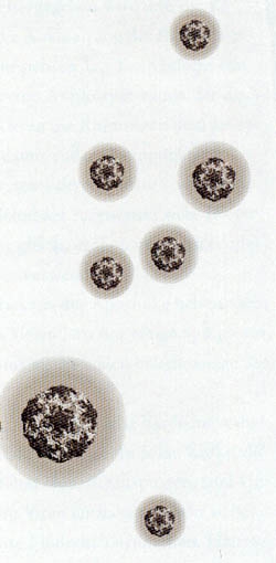 rhinovirus